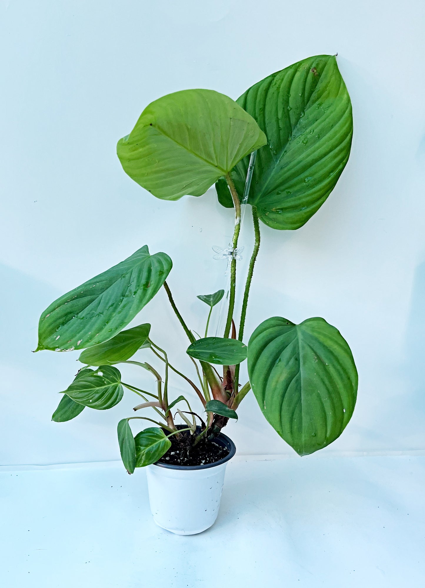 Philodendron Fuzzy Petiole | 4” Pot| Exact Plant