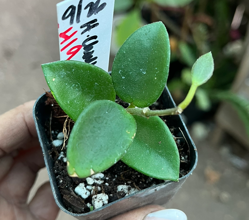 H19 - Hoya Chouke • starter plant