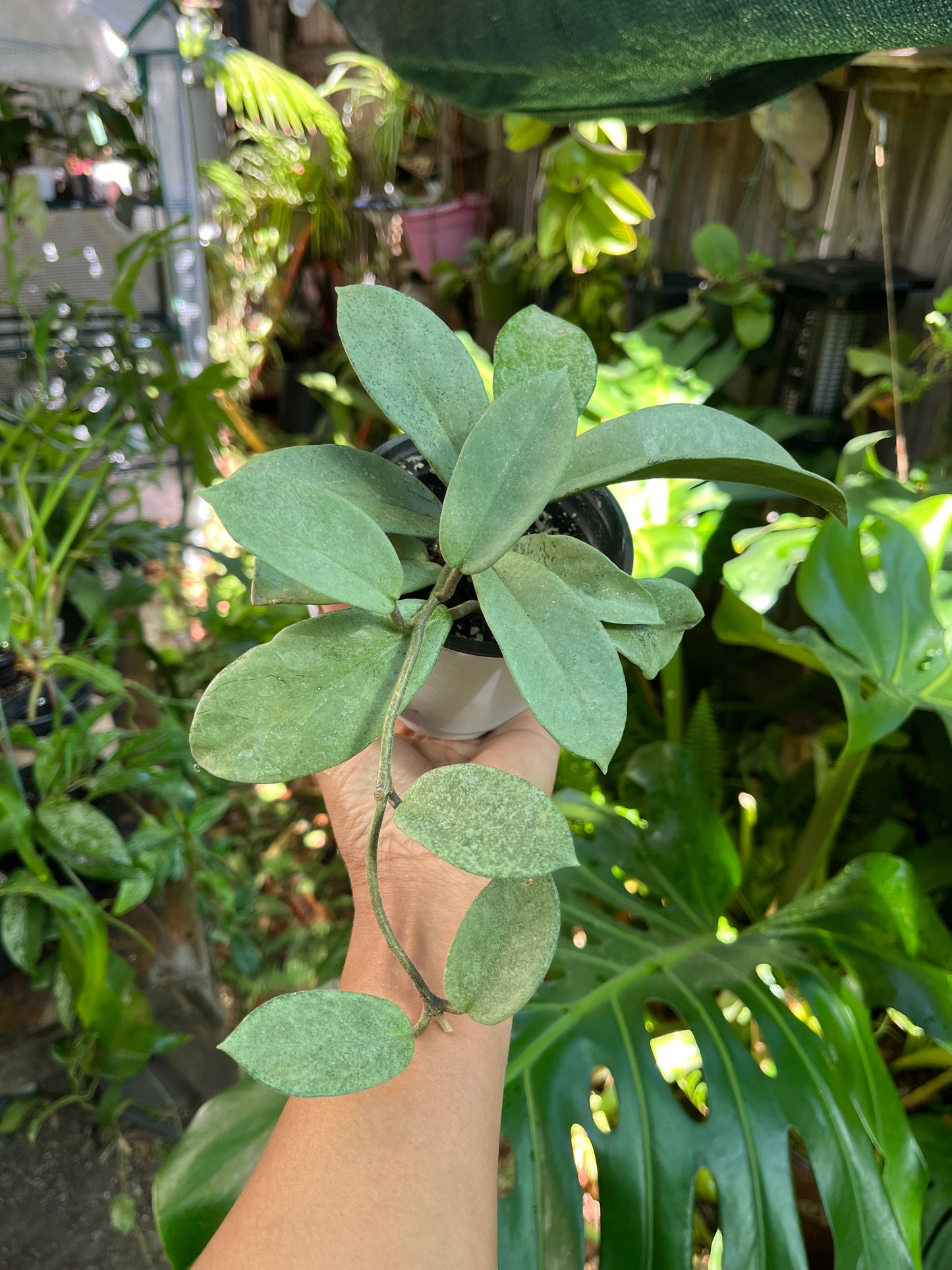 Hoya Nova Ghost | Well Rooted