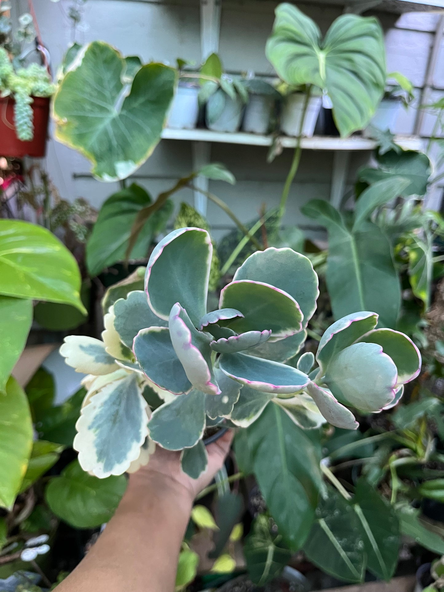 Kalanchoe Lavender Scallop Succulent • Variegated • 4” pot