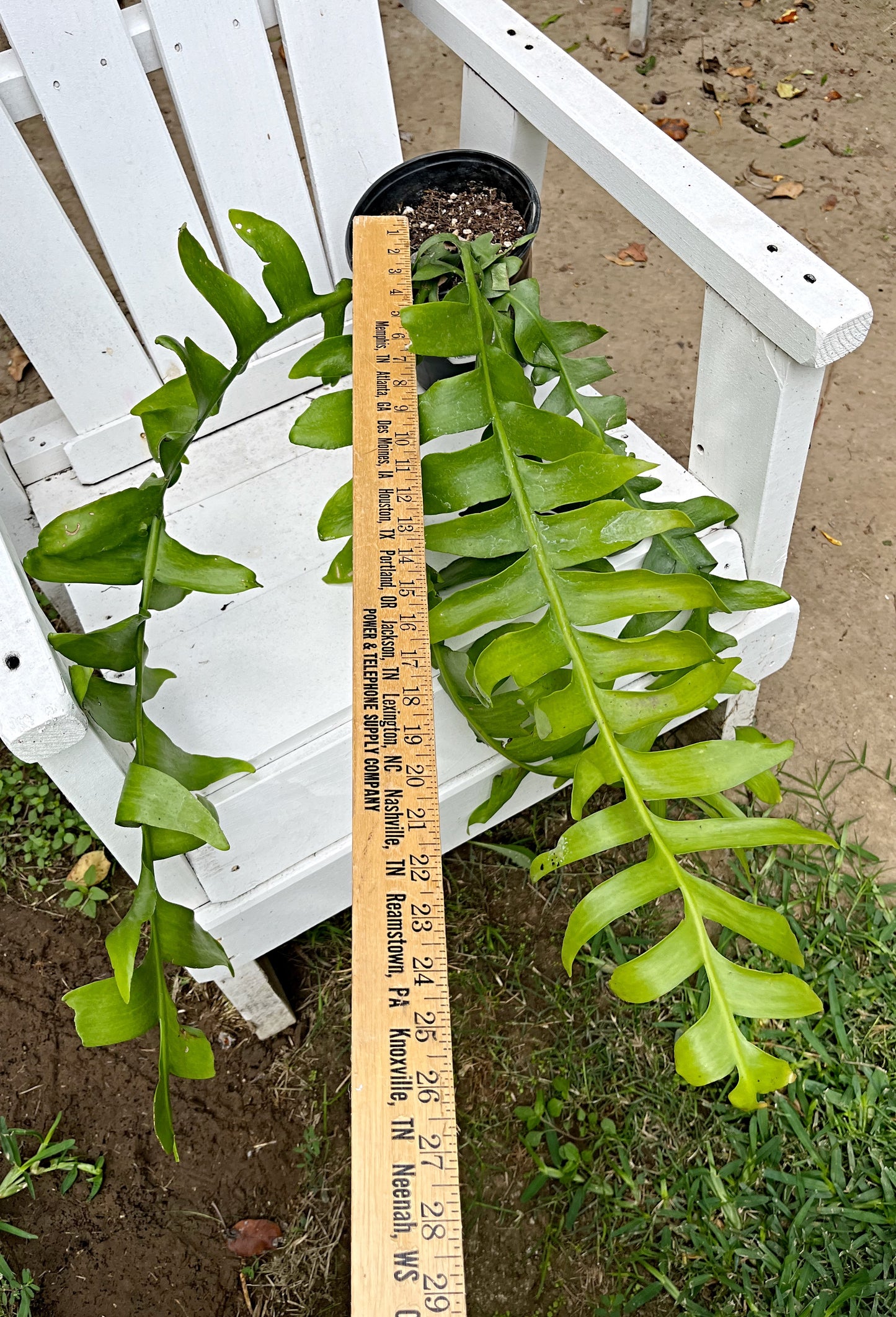 XL Sharktooth Cactus - 26” L| Selenicereus chrysocardium Fern Leaf |  8” pot | Exact Plant