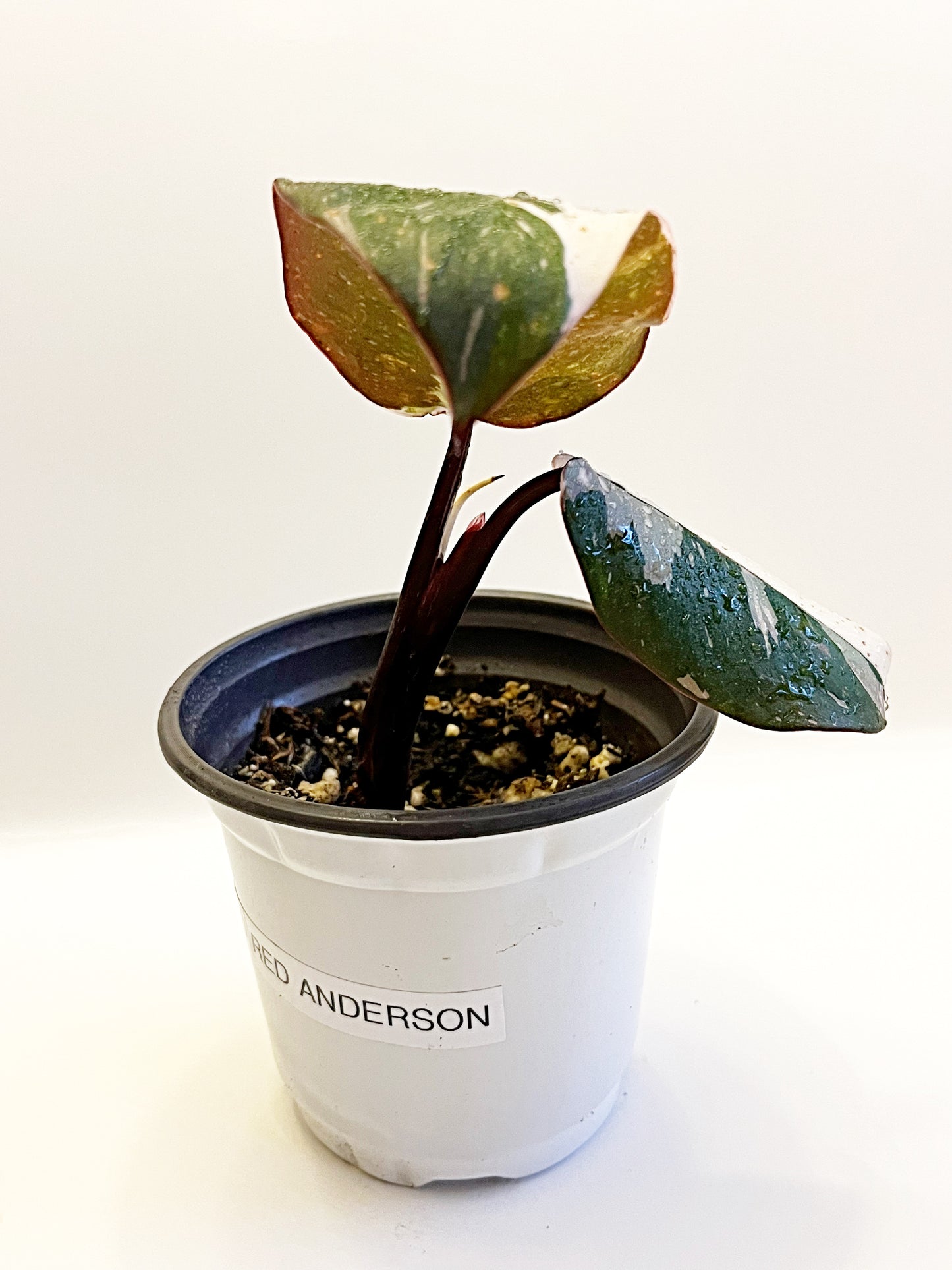 Philodendron Red Anderson  | 4” Pot| Exact Plant