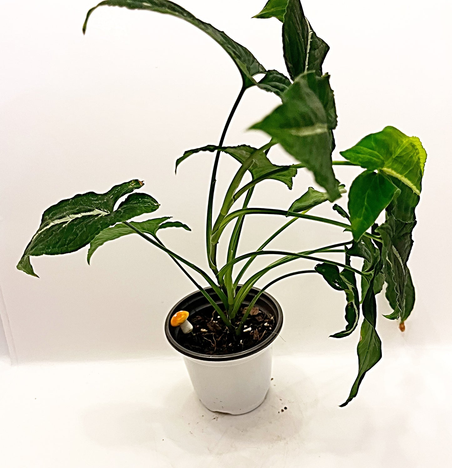 Syngonium Wendlandii   | Exact Plant*