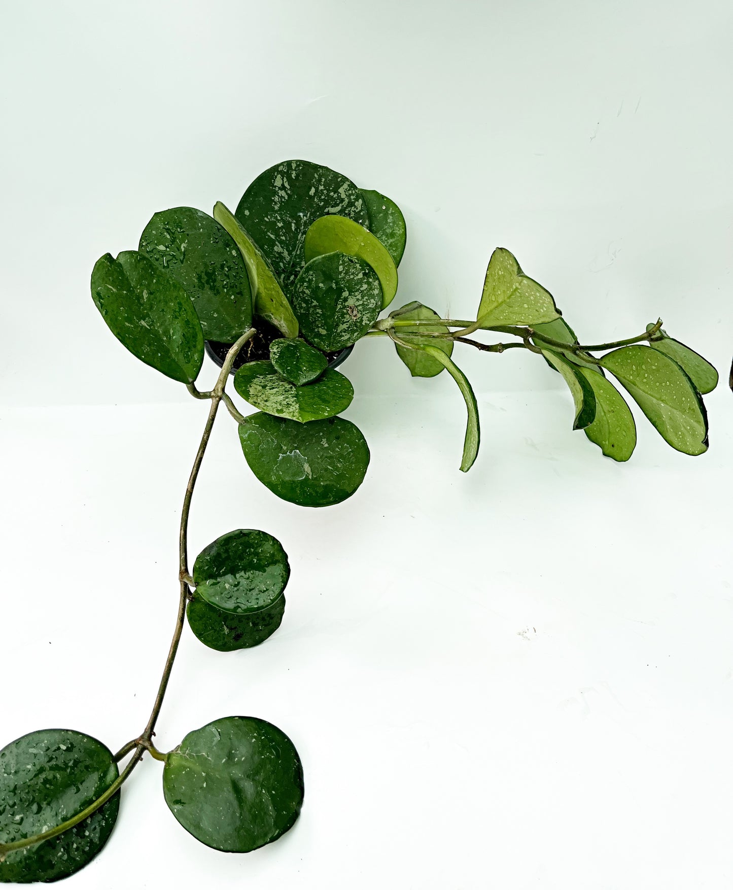 Hoya Obovata SPLASH| 4” pot |Rare | Exact Plant