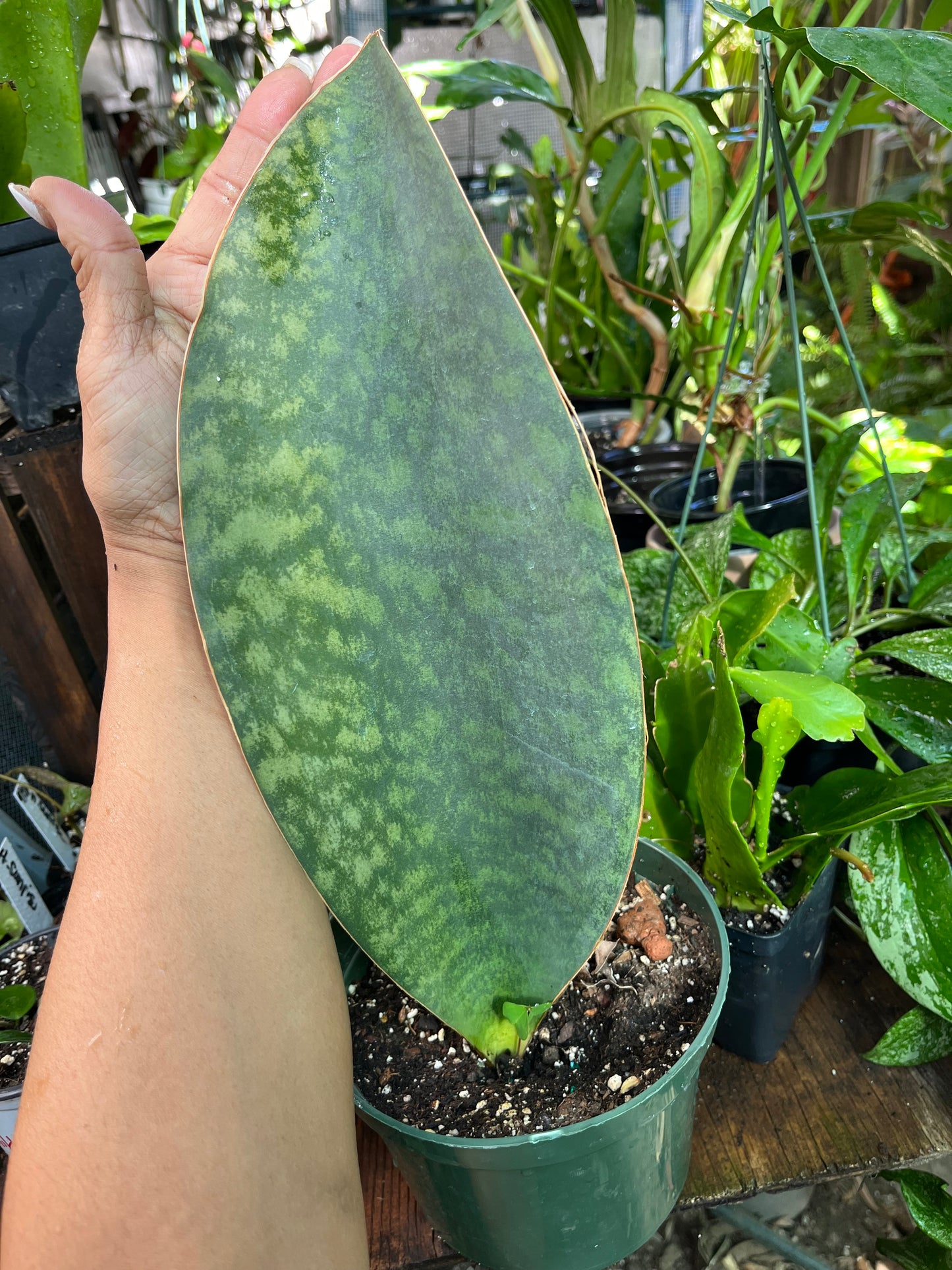 Whale Fin Sansevieria Plant -XL