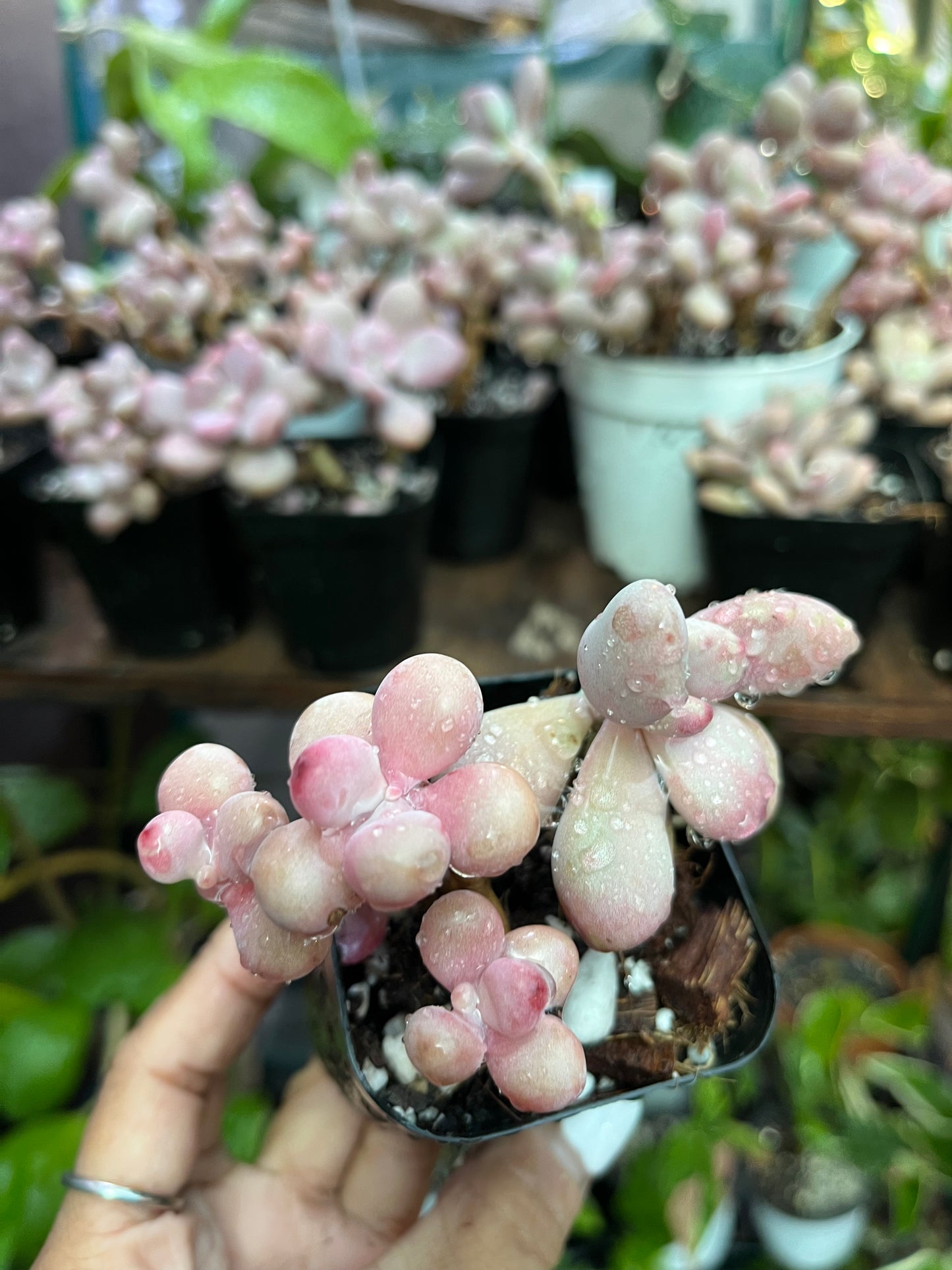 ** Pink Moonstone Succulents