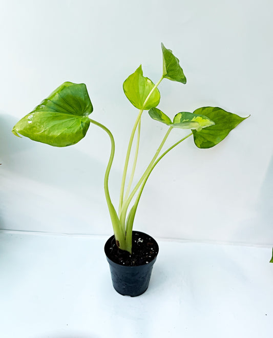 Alocasia Cucullata Variegated Aurea| Exact Plant