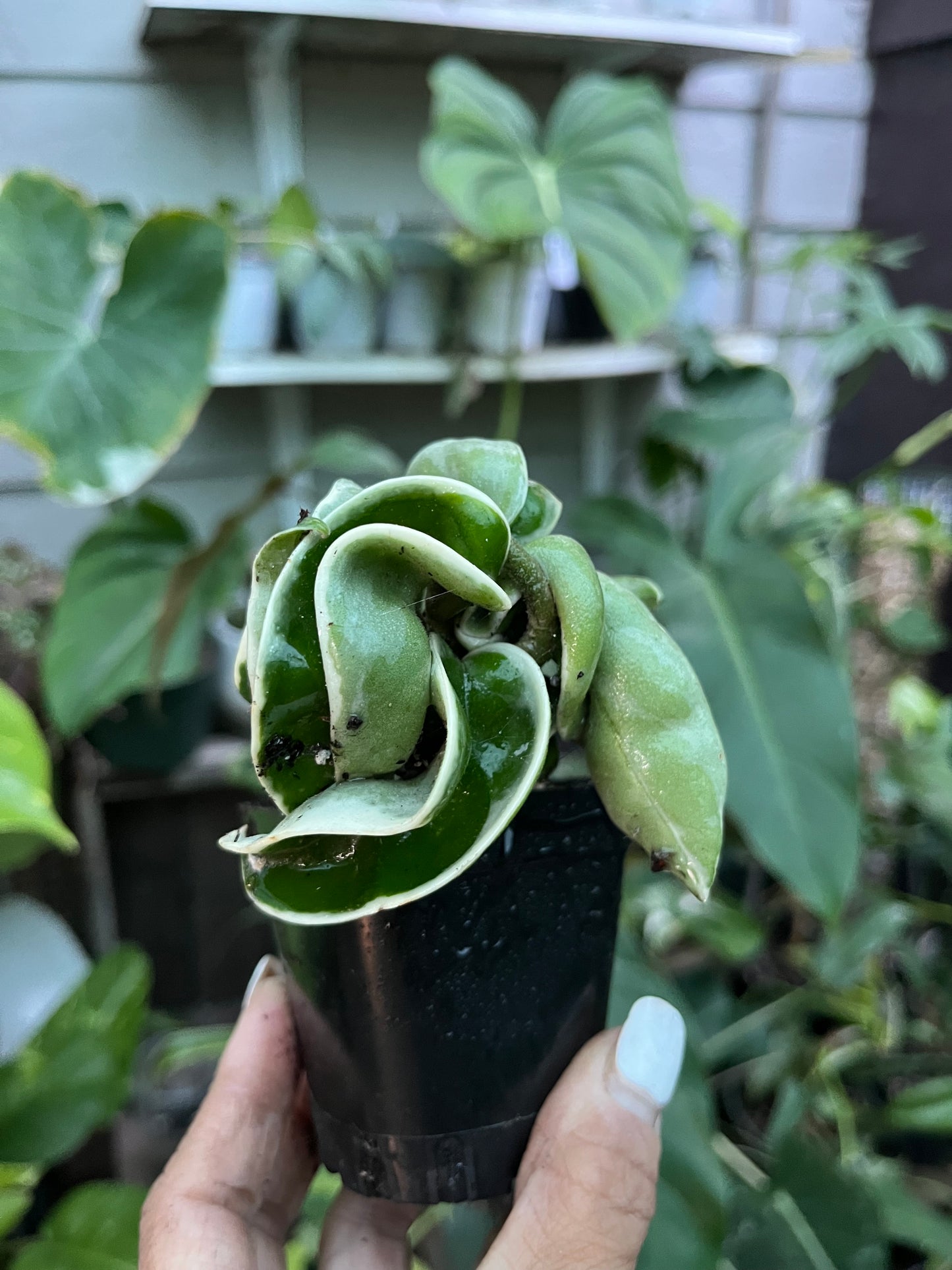 Variegated Hindu Rope Hoya- 4” pot