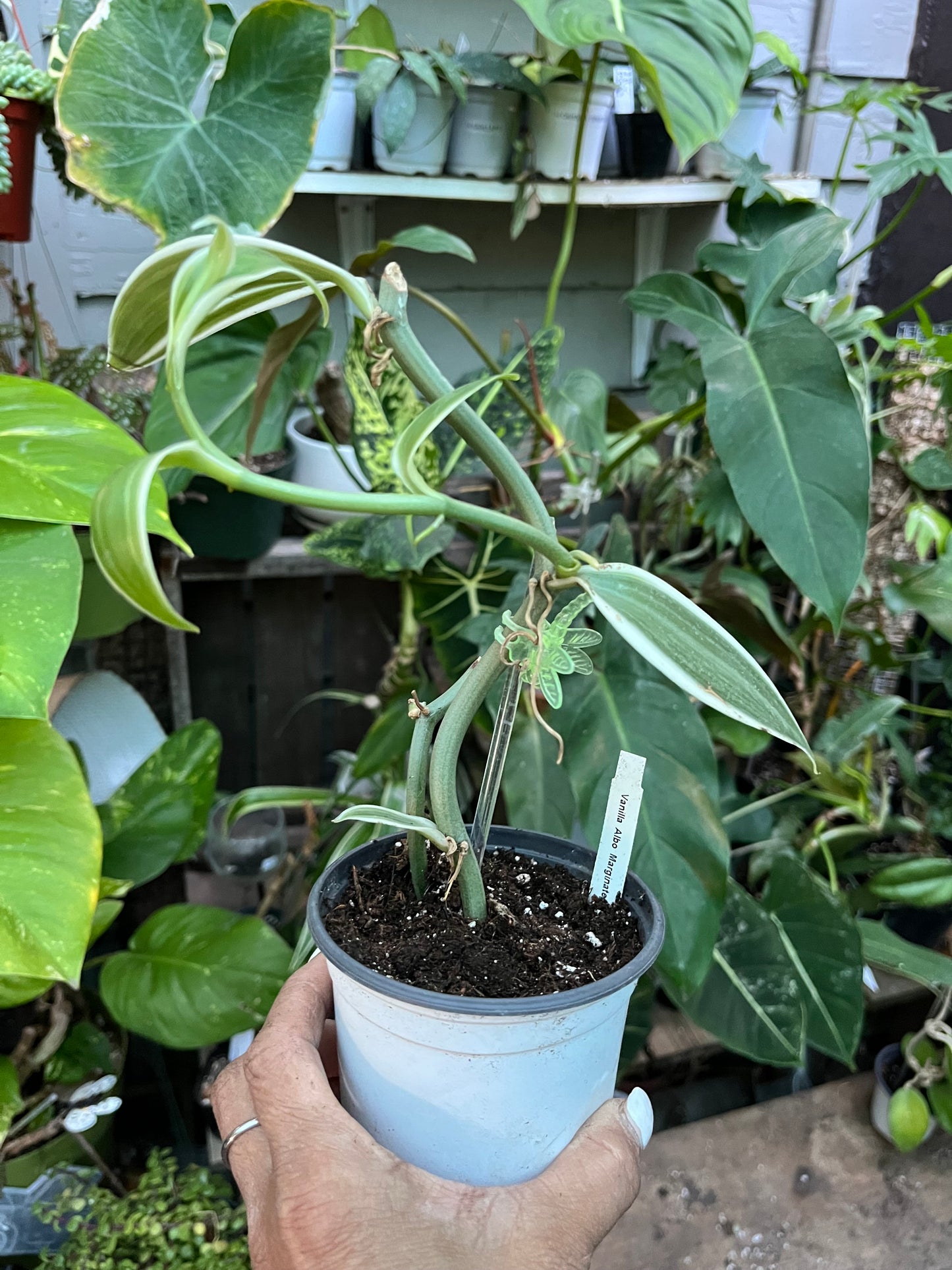 Variegated Vanilla Bean Orchid • 4” pot