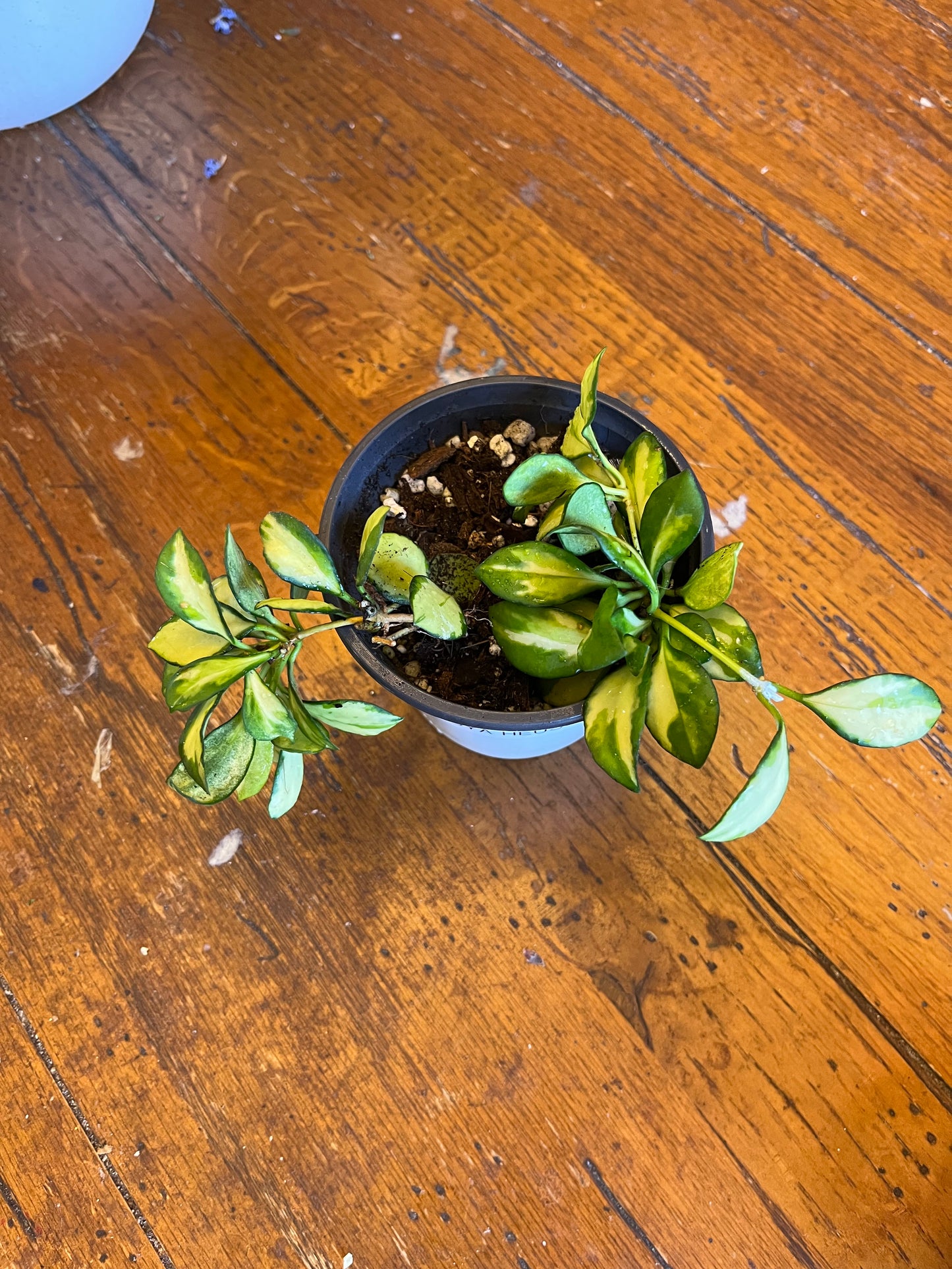 Hoya Heuschkeliana Variegata | Exact Well Rooted Plant