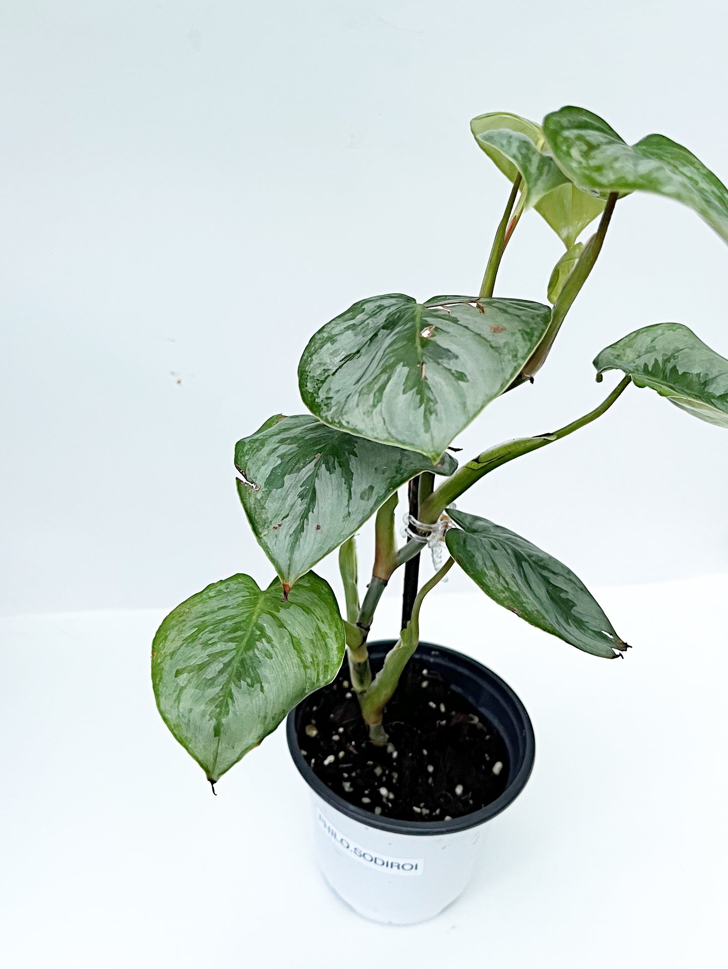 Philodendron Sodiroi | Exact Plant