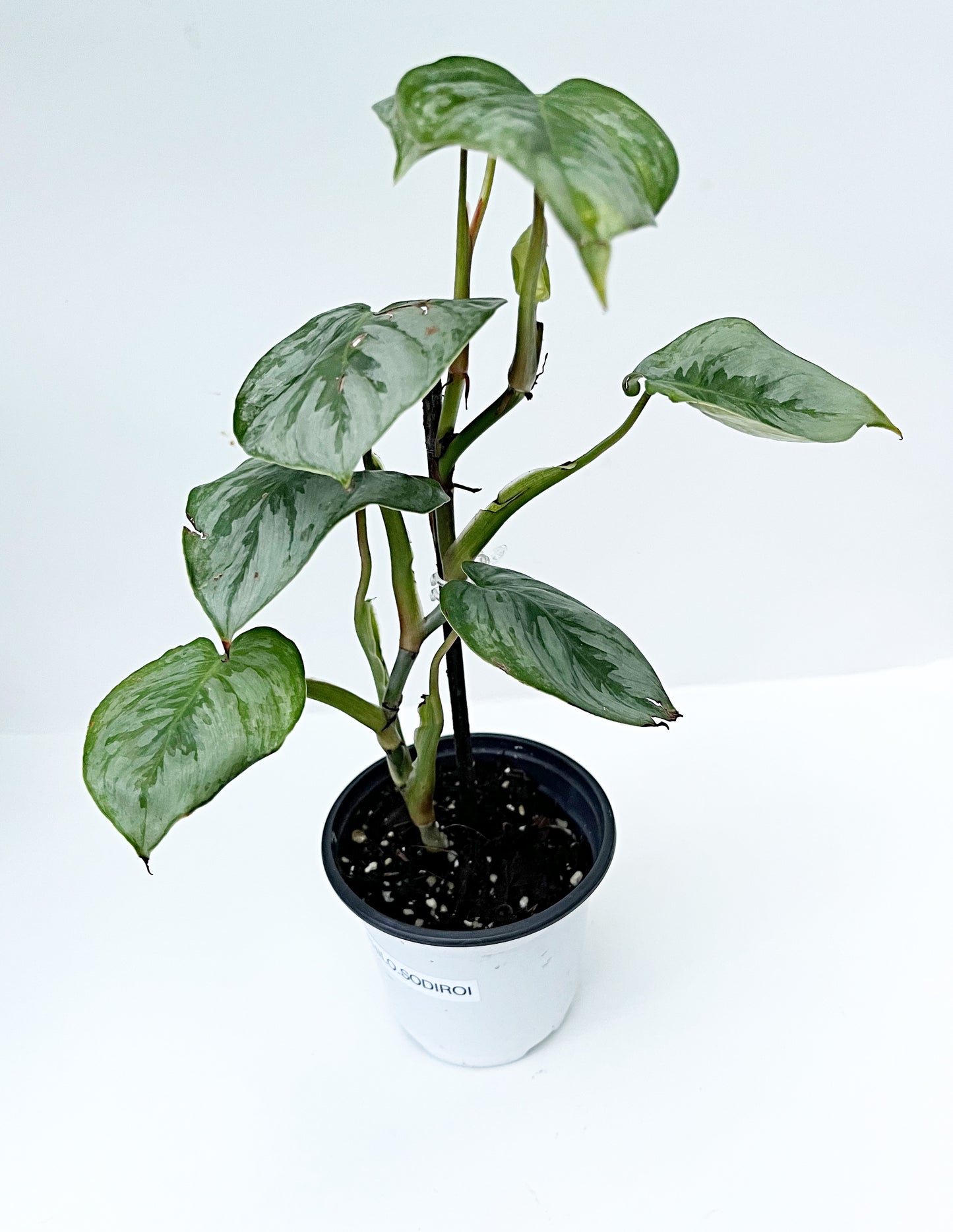 Philodendron Sodiroi | Exact Plant