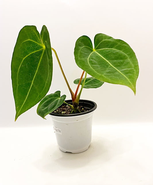 Anthurium Magnificum X Forgetii| 4” pot  | Exact Plant