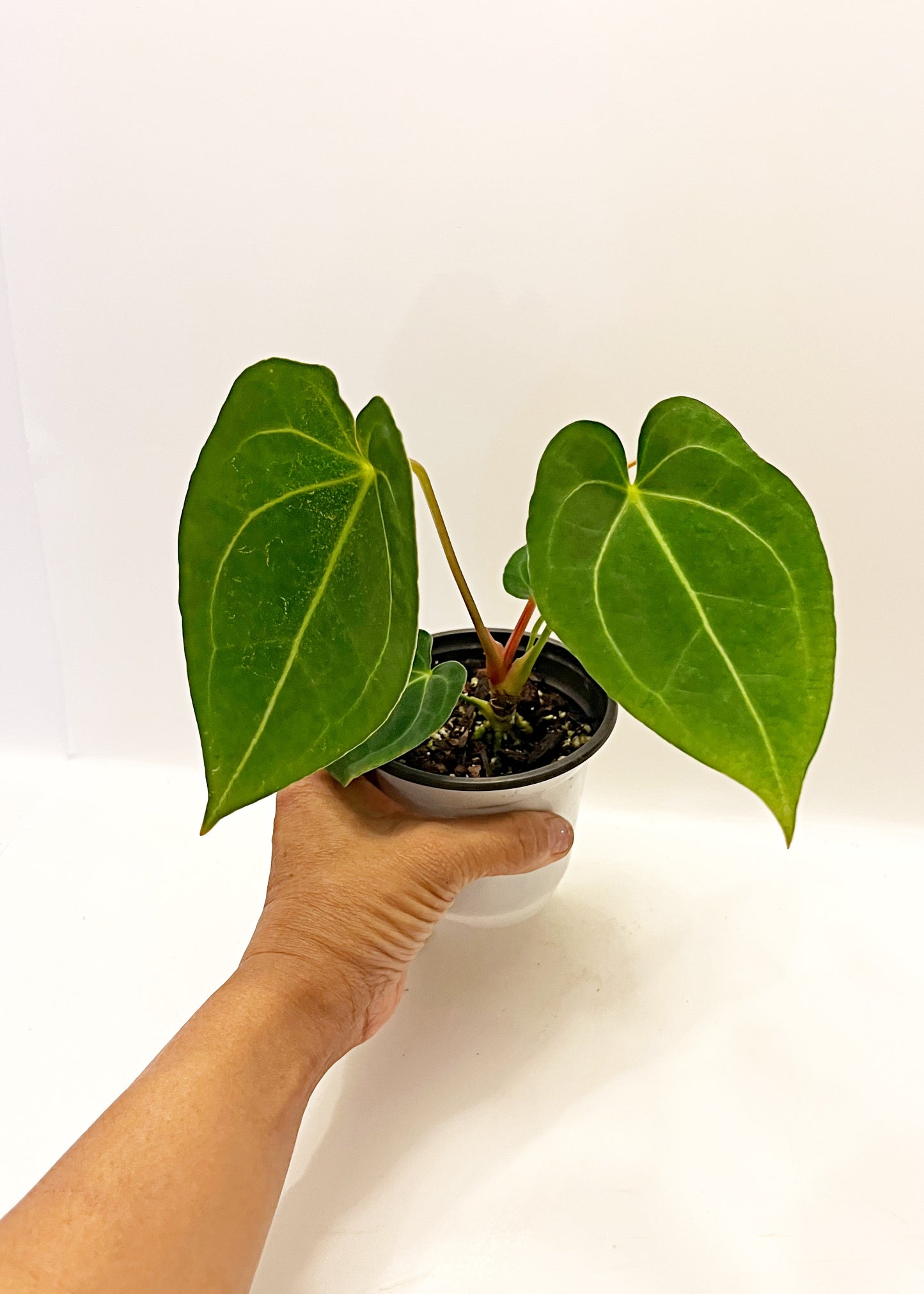 Anthurium Magnificum X Forgetii| 4” pot  | Exact Plant