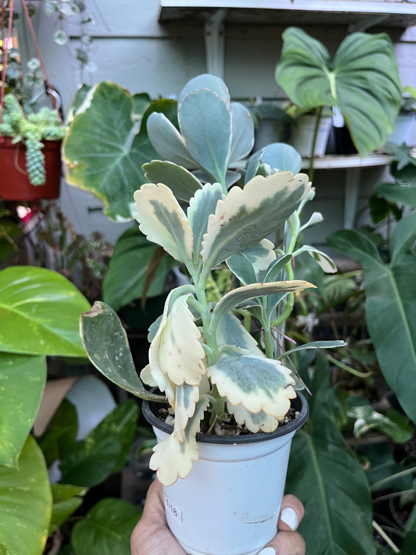 Kalanchoe Lavender Scallop Succulent • Variegated • 4” pot