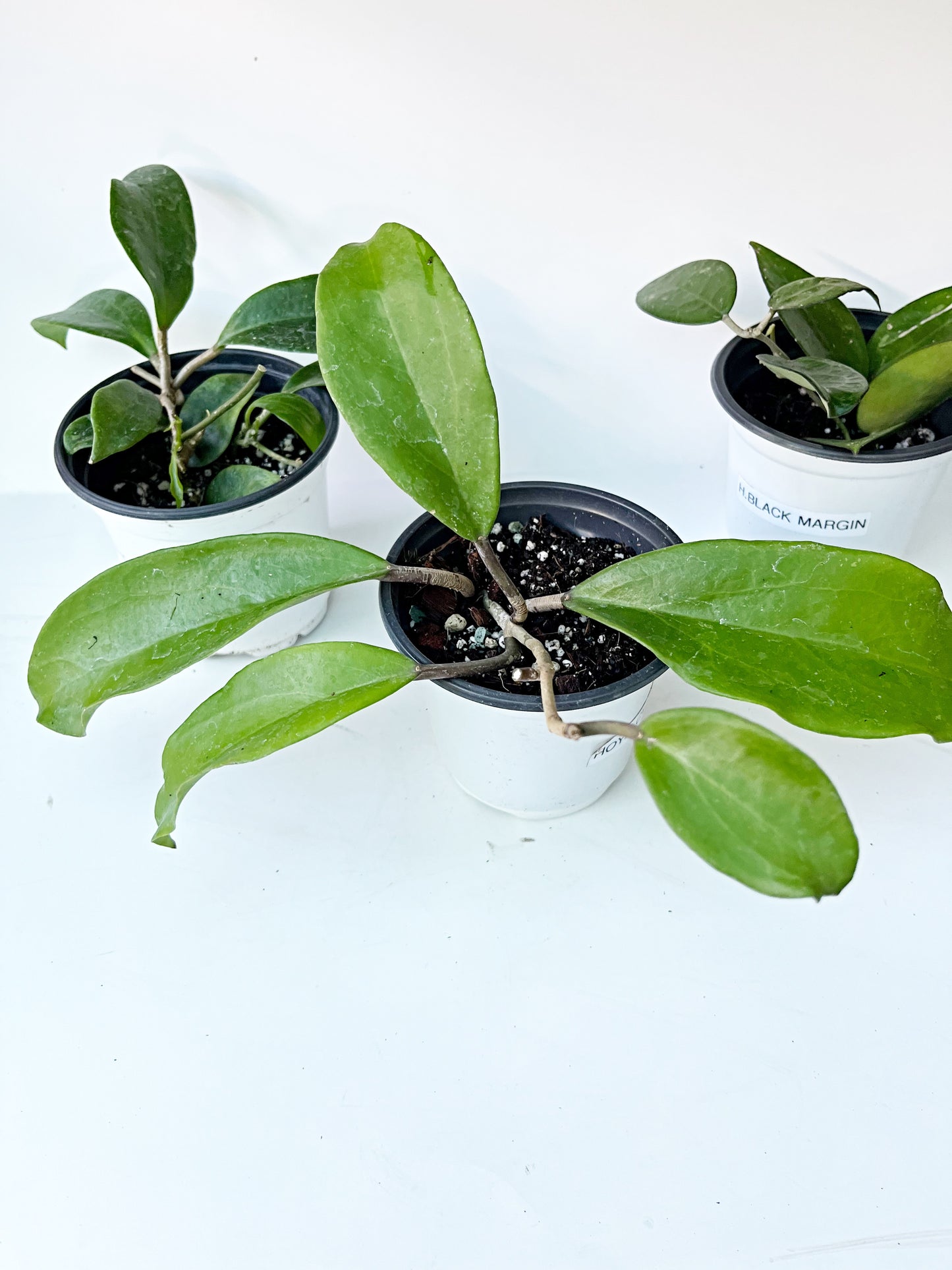 HOYA Bundle - Hoya Limoniaca, Hoya Black Margin, Hoya cv dr Ibok   | Exact Plants