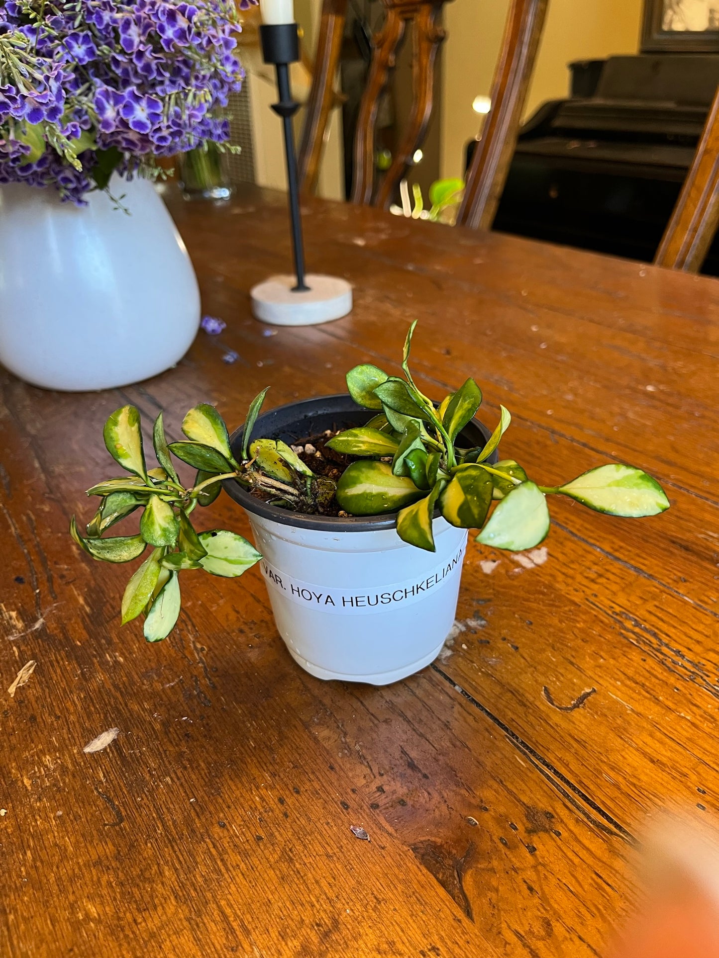 Hoya Heuschkeliana Variegata | Exact Well Rooted Plant