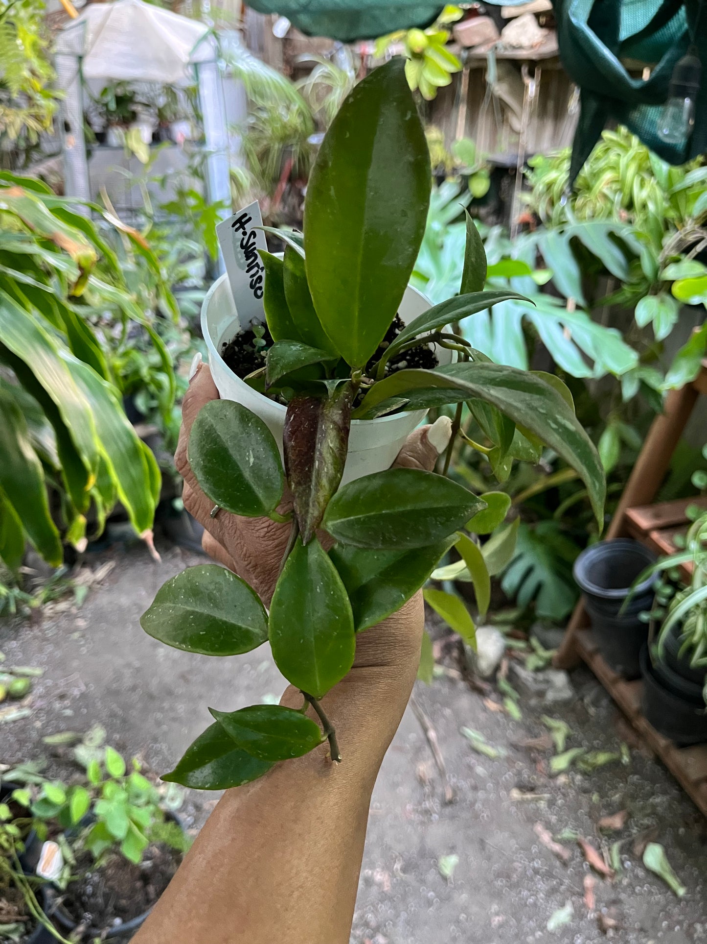 Hoya Sunrise • 4” pot