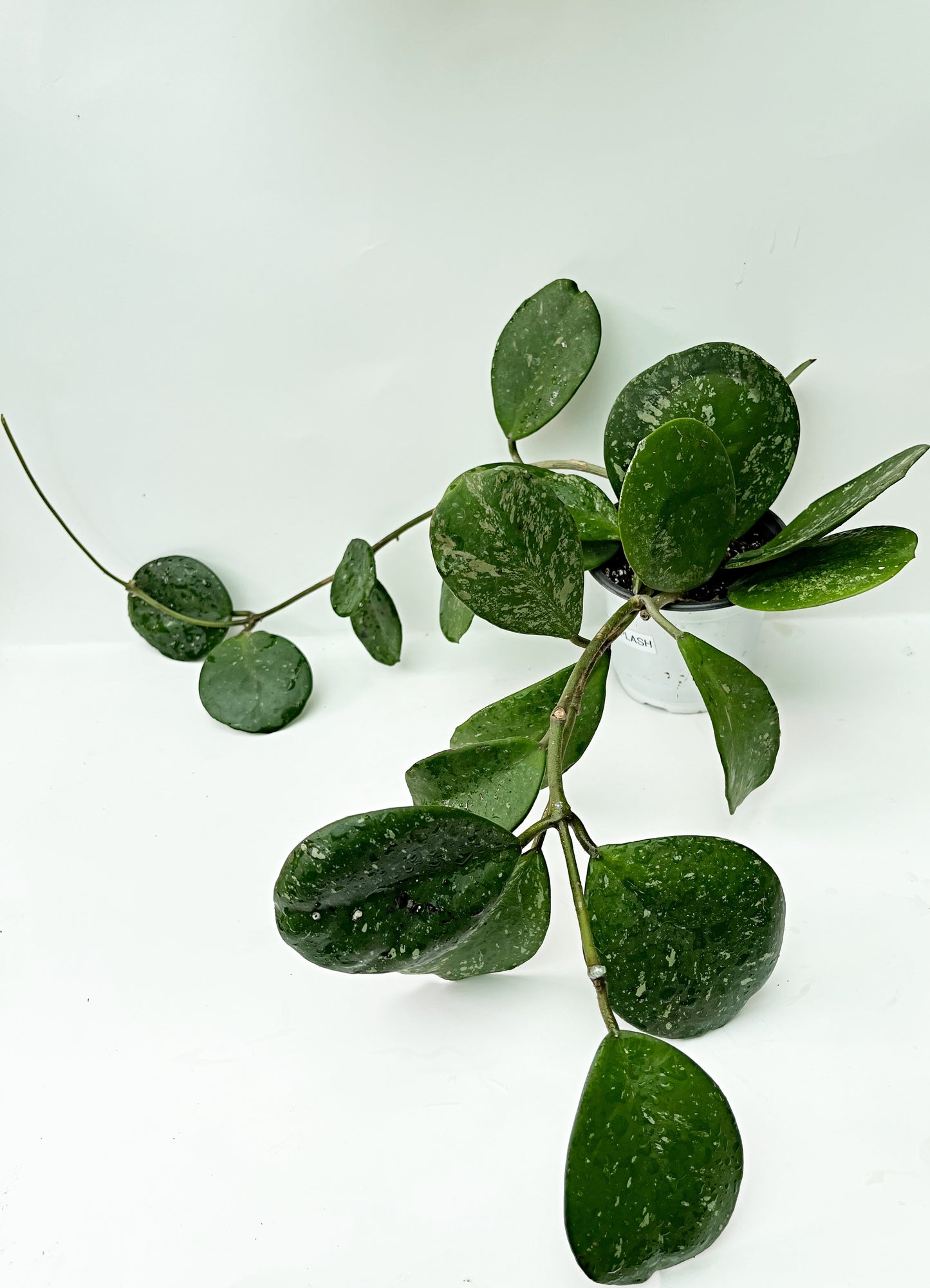 Hoya Obovata SPLASH| 4” pot |Rare | Exact Plant