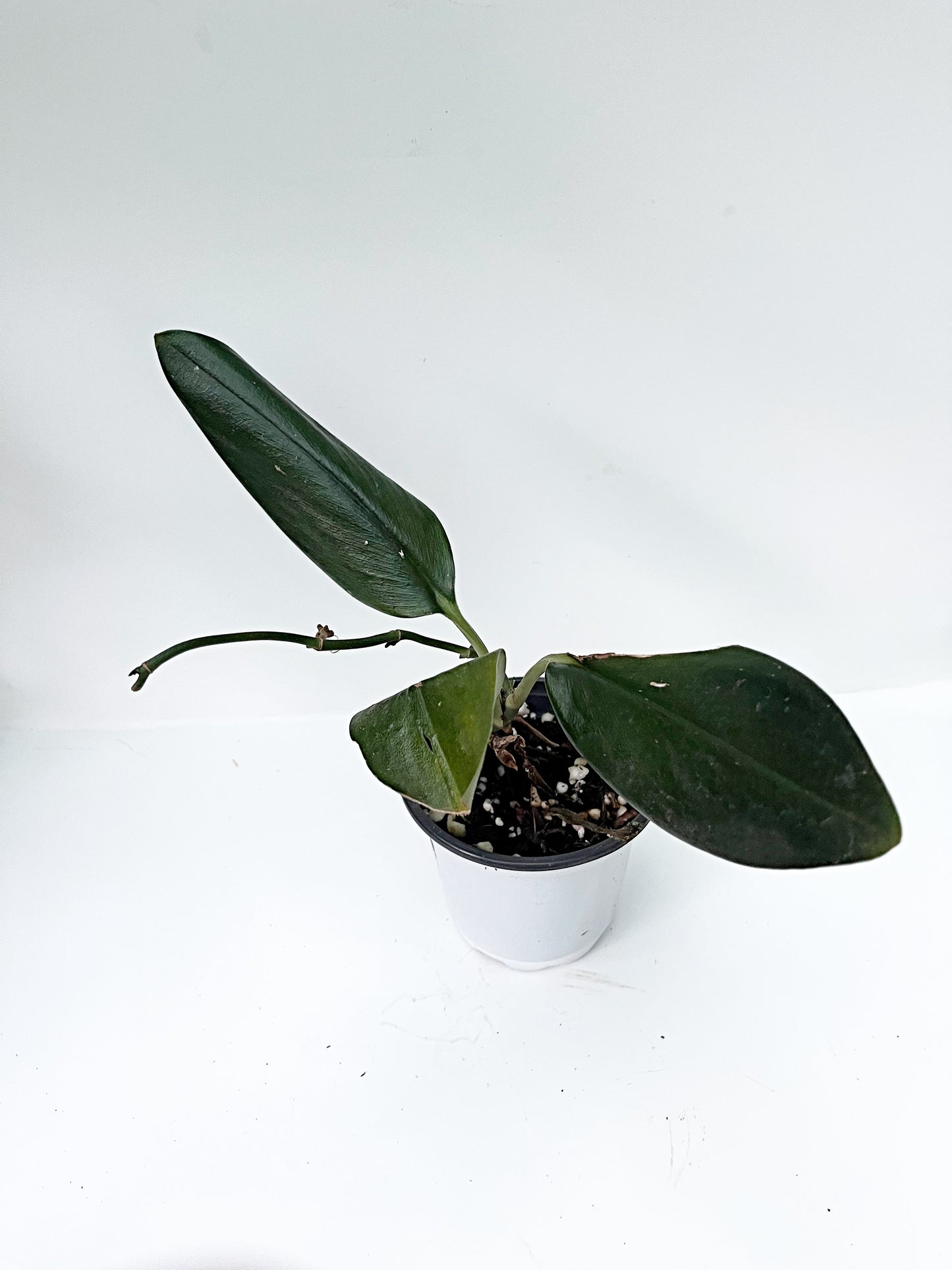 Scindapsus Treubii Dark Form | 4” pot |Exact plant