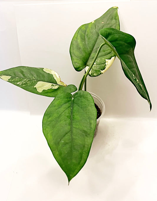 Syngonium Chiapense Variegated | RARE plant | 6” pot | Exact Plant