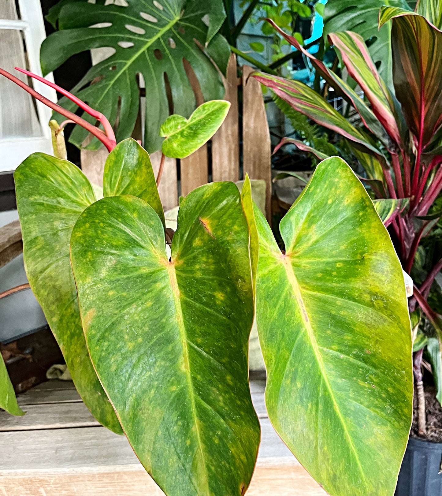 Philodendron Painted Lady  |XL | Exact Plant