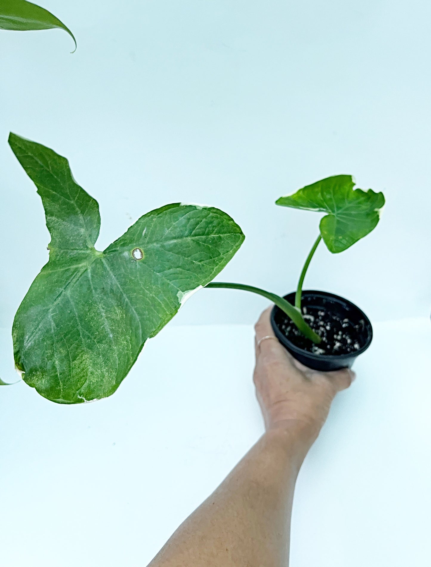 Mickey Mouse Taro | Xanthosoma Mickey Mouse | 4” pot  Exact Plant