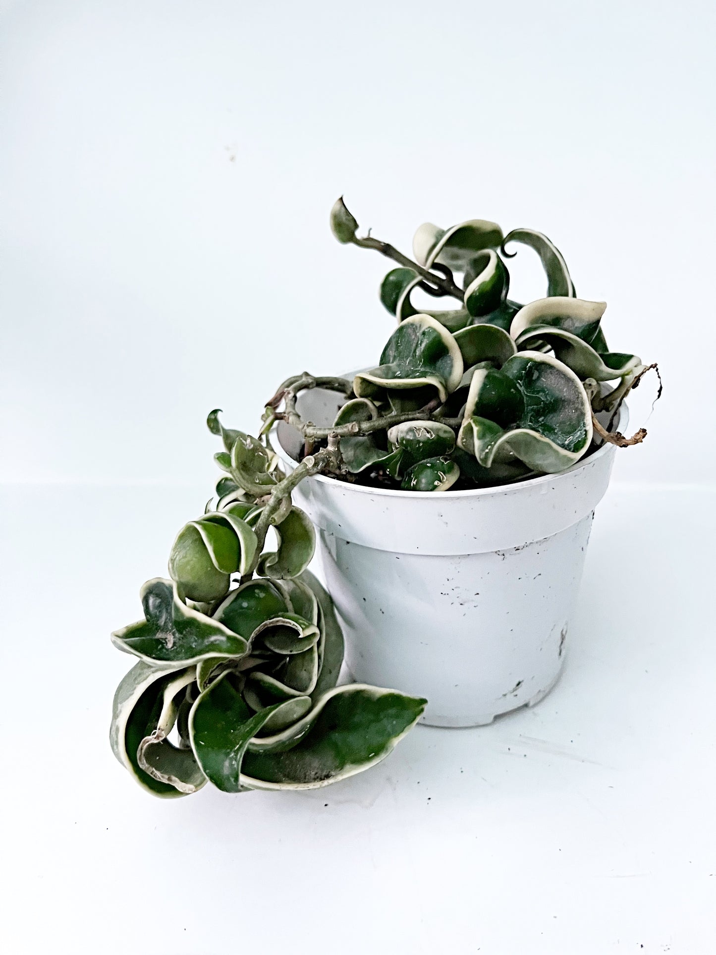 Variegated Hindu Rope Hoya