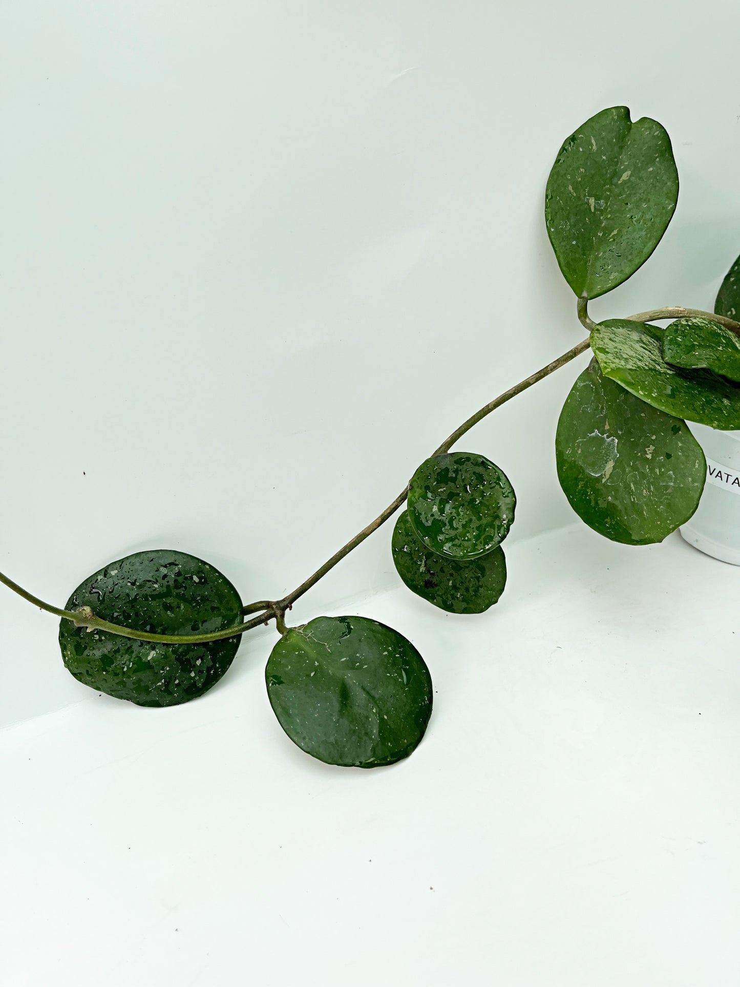 Hoya Obovata SPLASH| 4” pot |Rare | Exact Plant