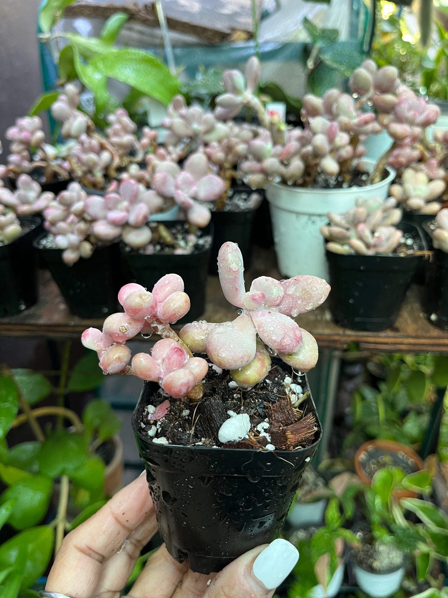 ** Pink Moonstone Succulents