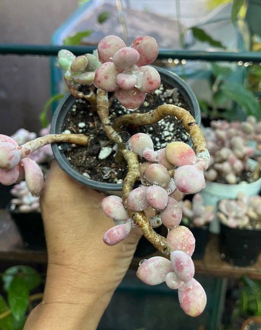 ** Pink Moonstone Succulents - 4” pot