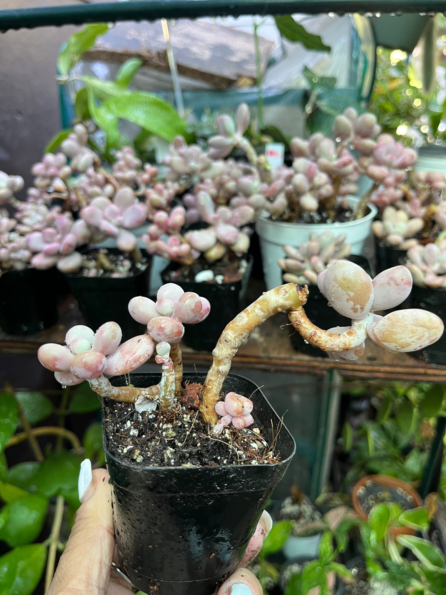 ** Pink Moonstone Succulents