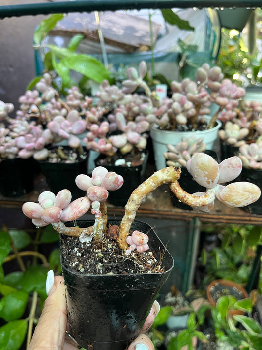 ** Pink Moonstone Succulents