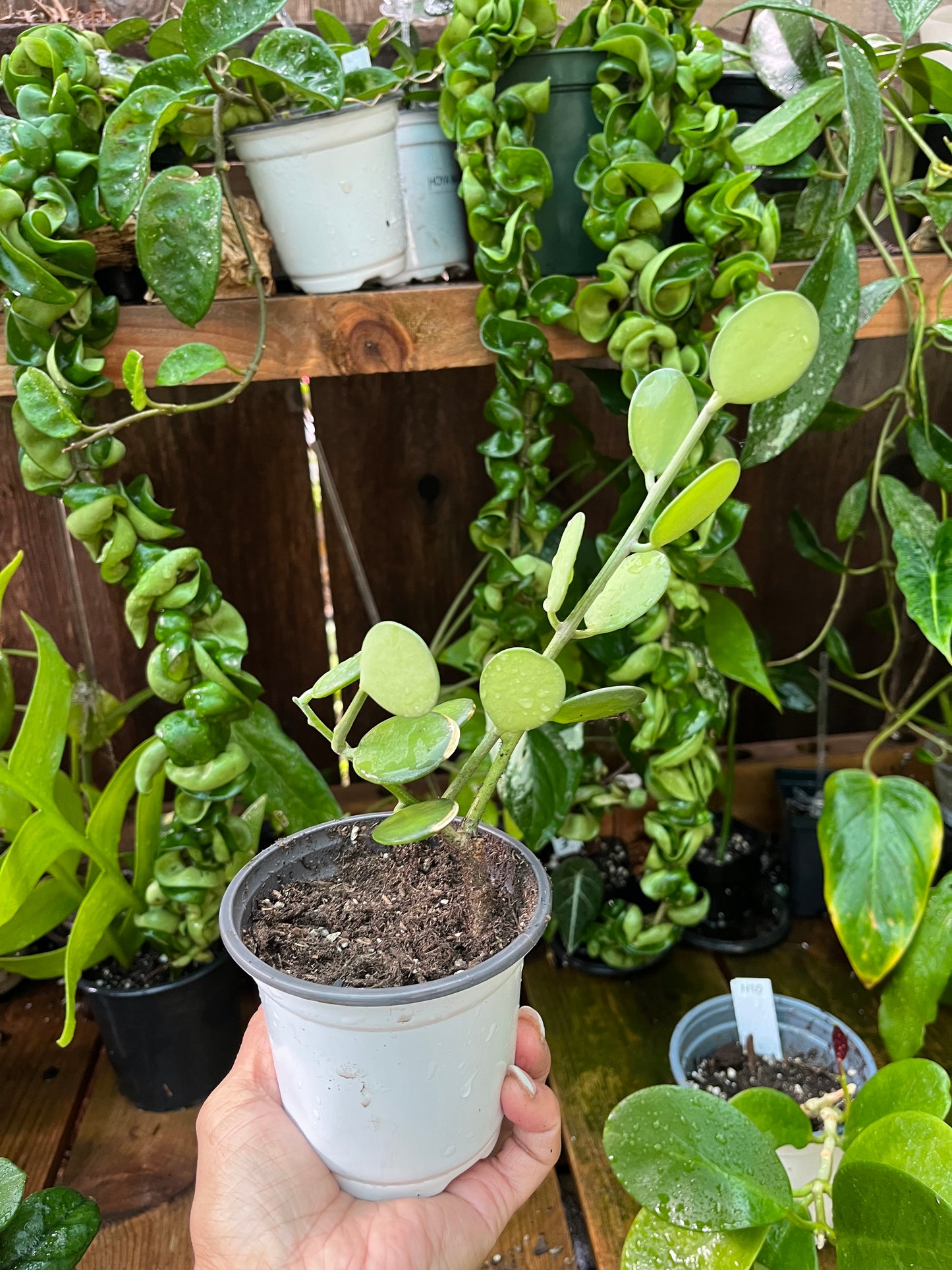 String of Coins - 4” pot