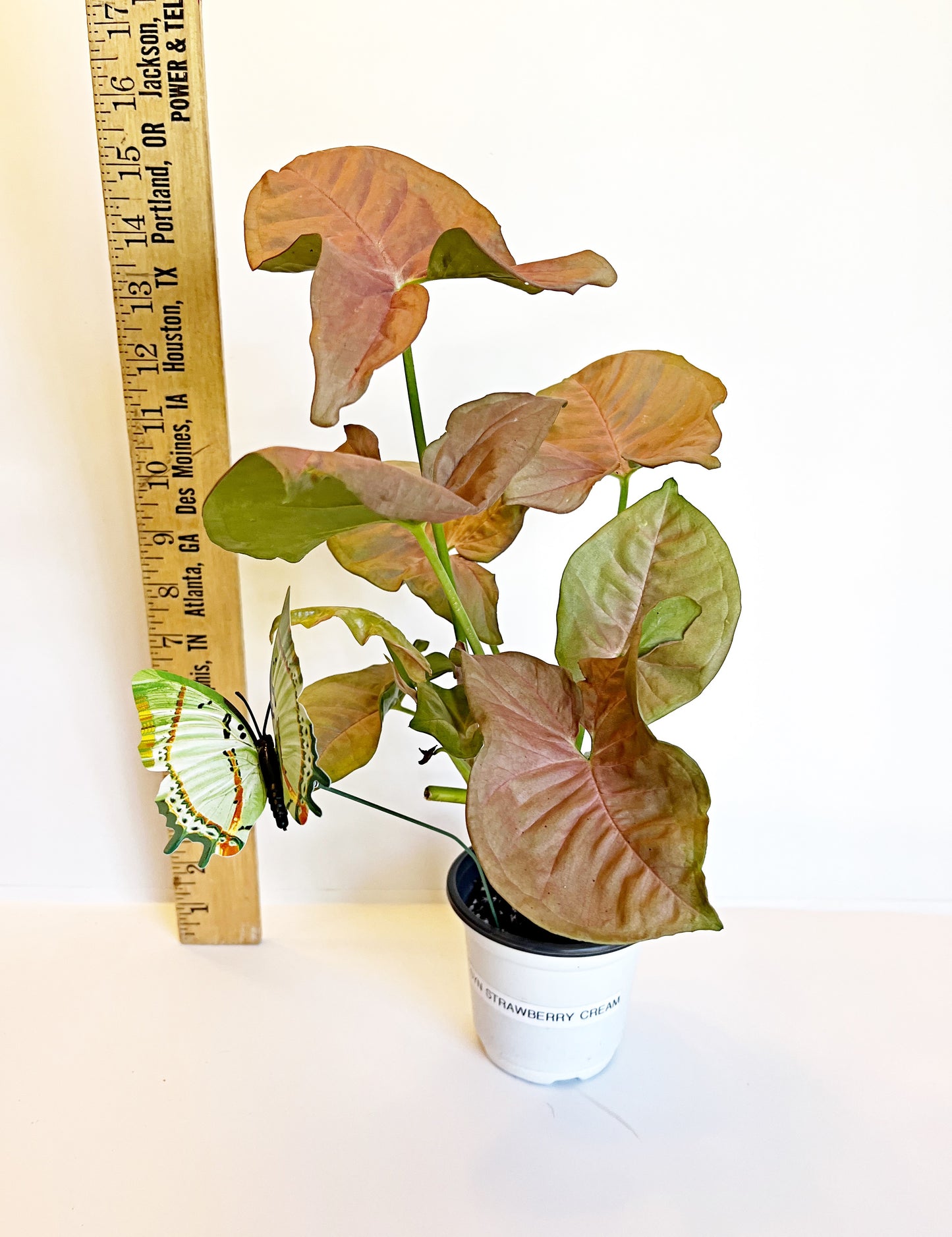 Syngonium Strawberry Cream| 4” pot | Exact Plant