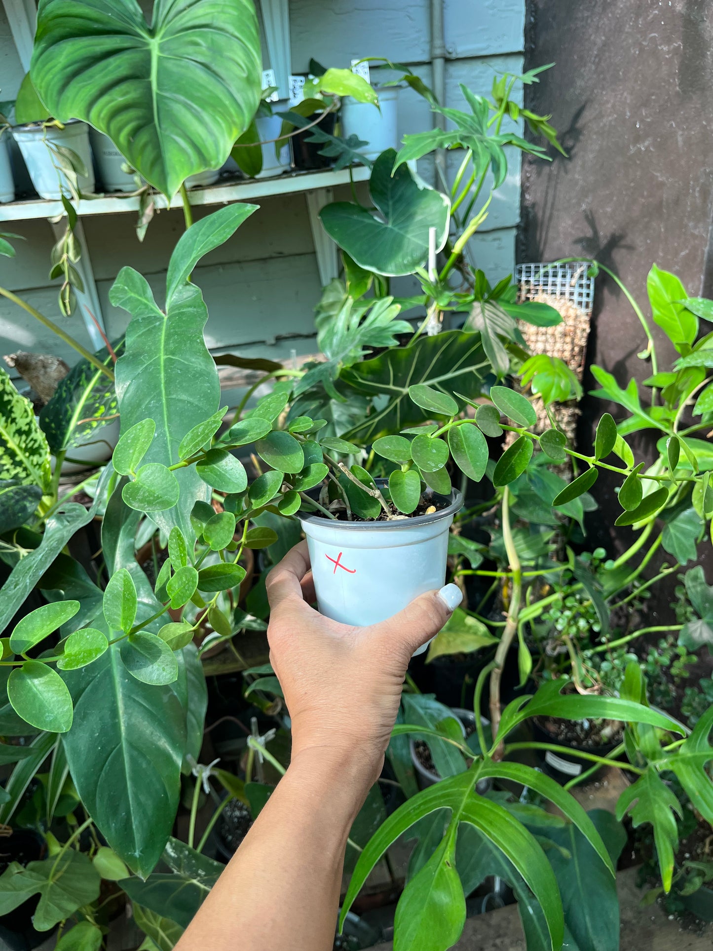 Hoya Cumingiana- 4” pot