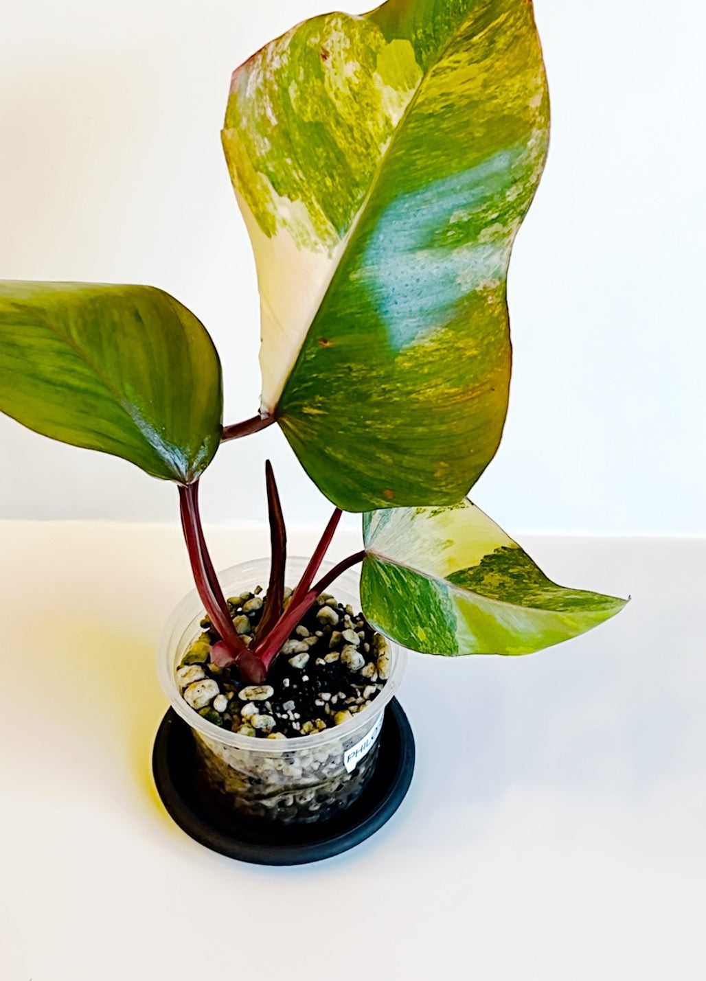 Strawberry Shake Philodendron | Exact Plant