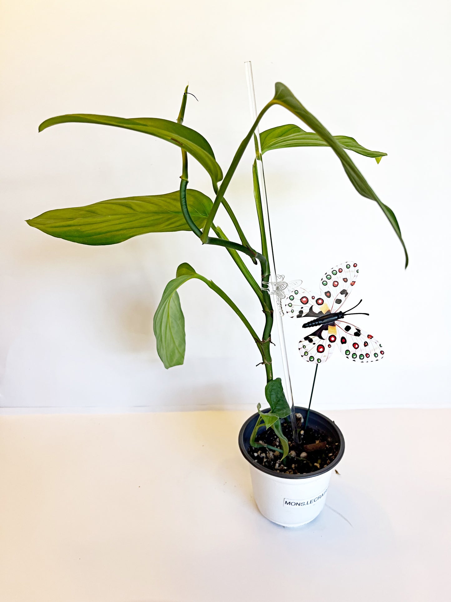 Monstera Lechleriana | Exact Plant