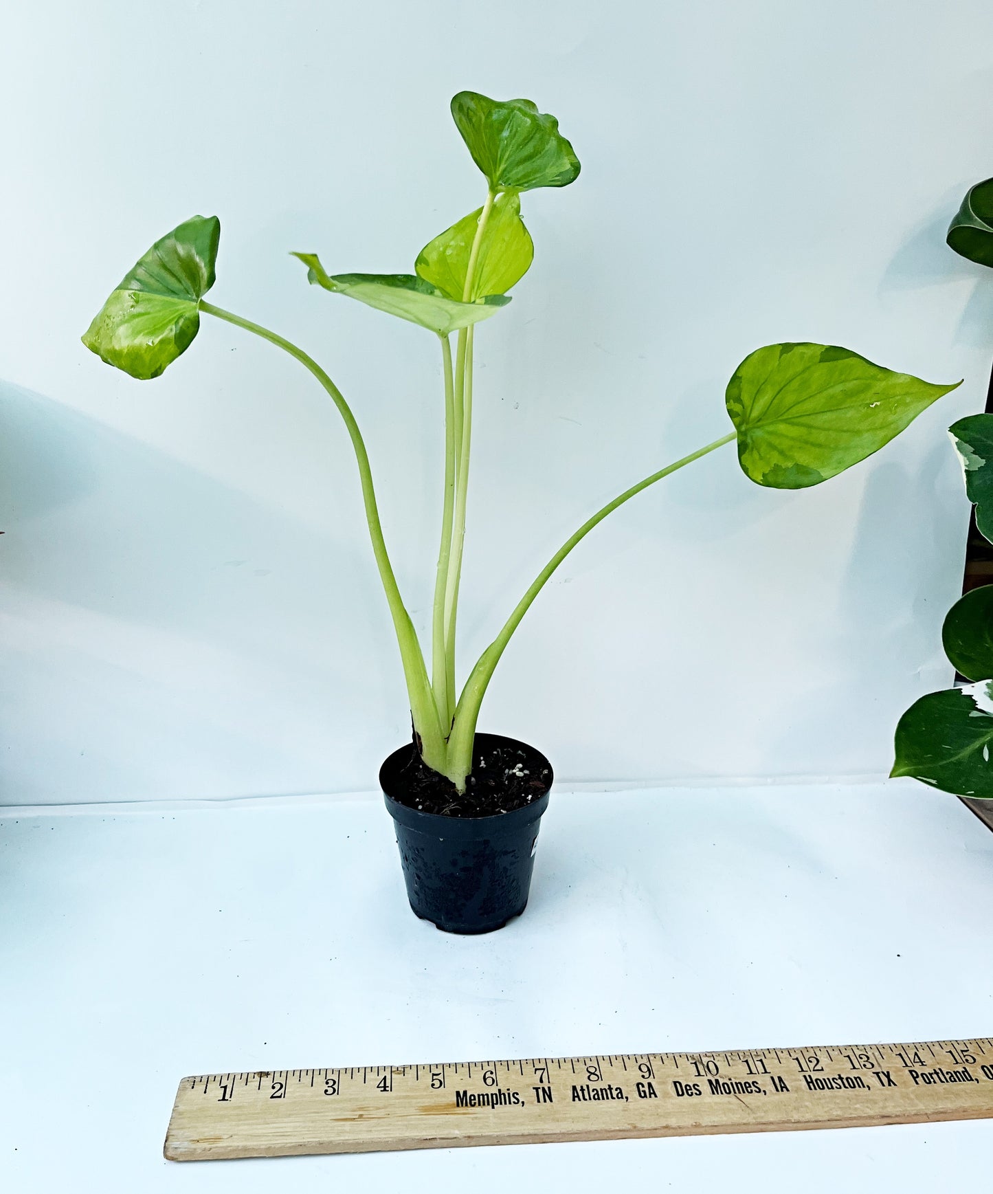 Alocasia Cucullata Variegated Aurea| Exact Plant