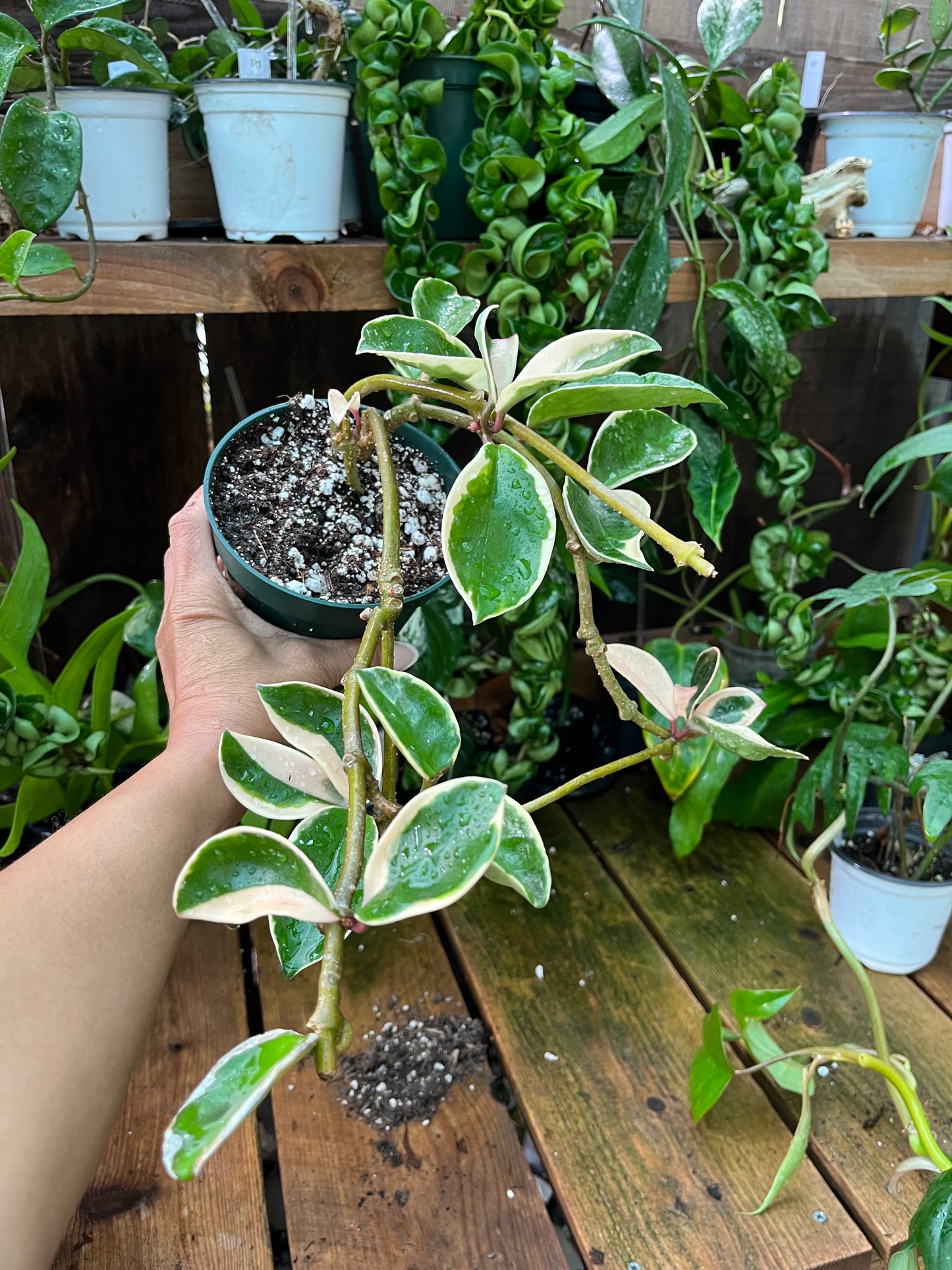 Hoya Krimson Queen - 4” pot