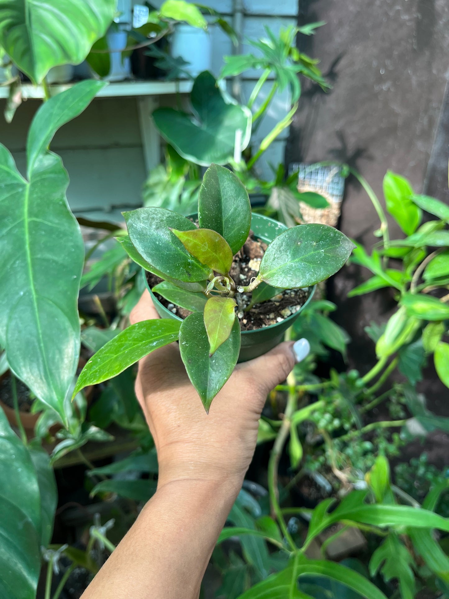 Hoya Sunrise - 4” pot