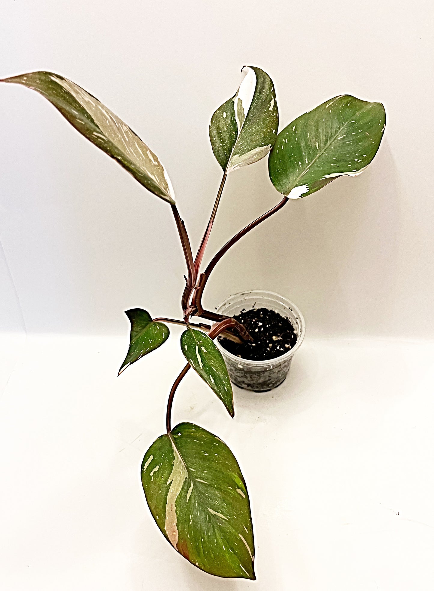 Philodendron Red Anderson  | 4” Pot| Exact Plant