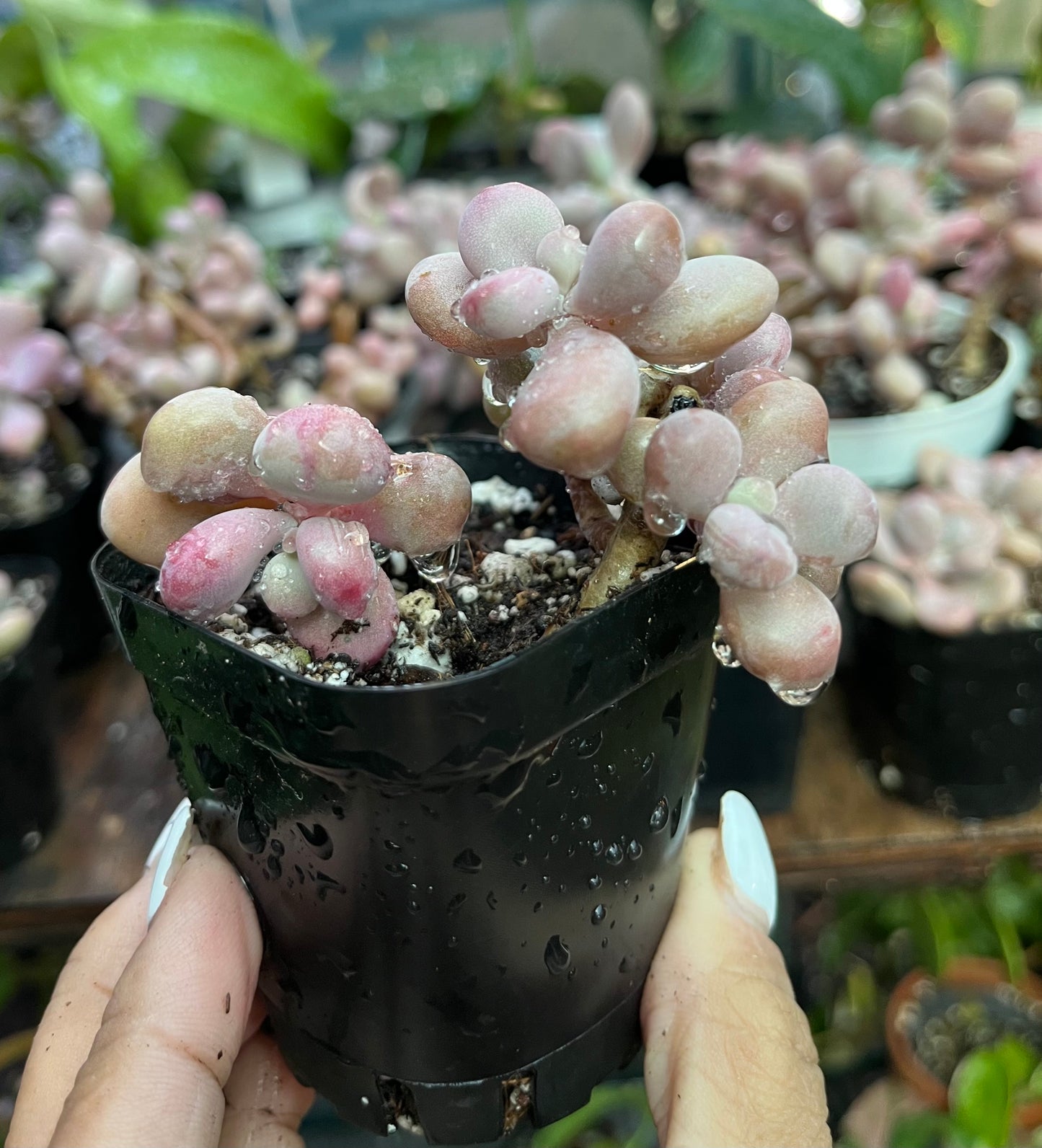 ** Pink Moonstone Succulents