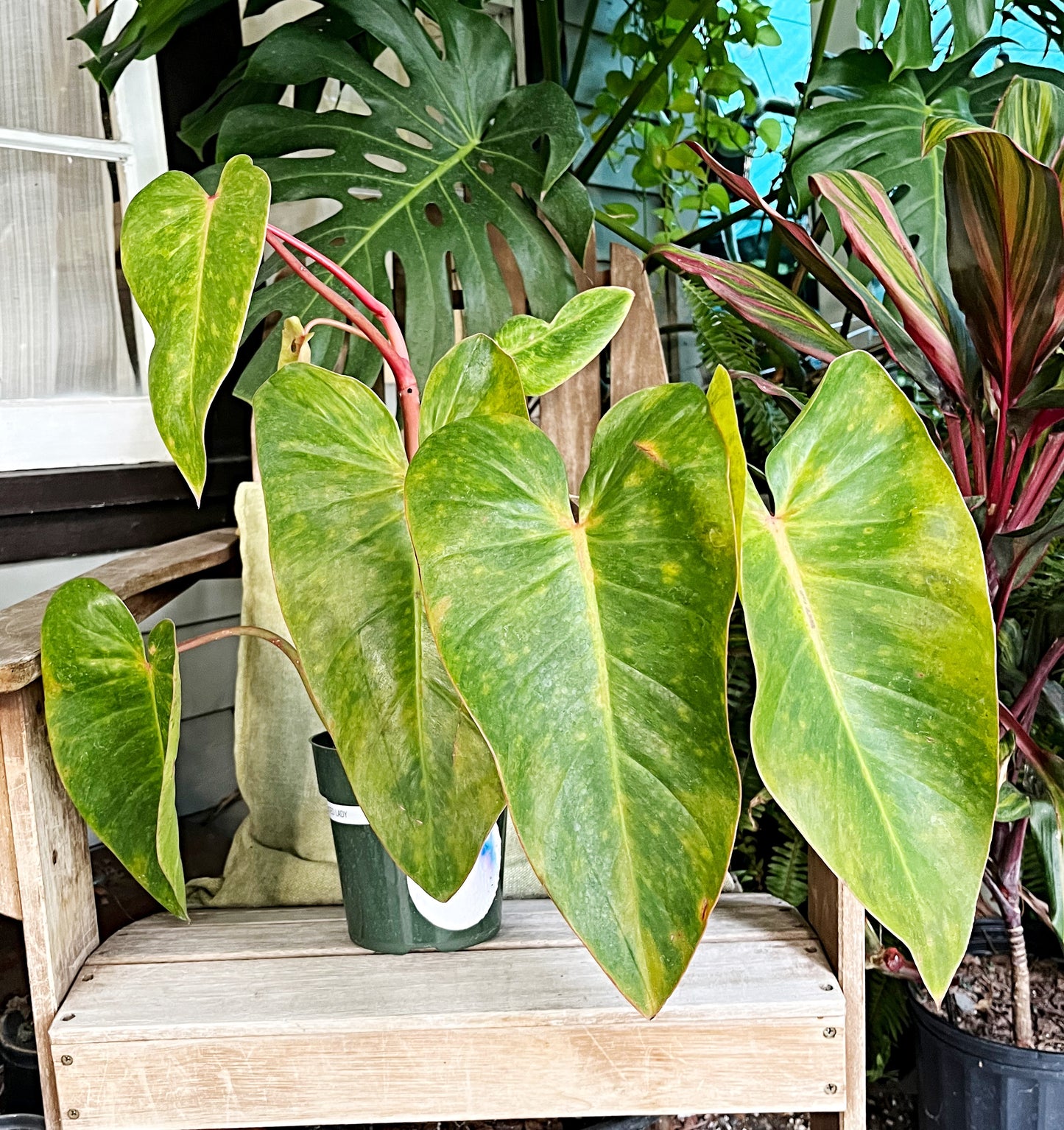 Philodendron Painted Lady  |XL | Exact Plant