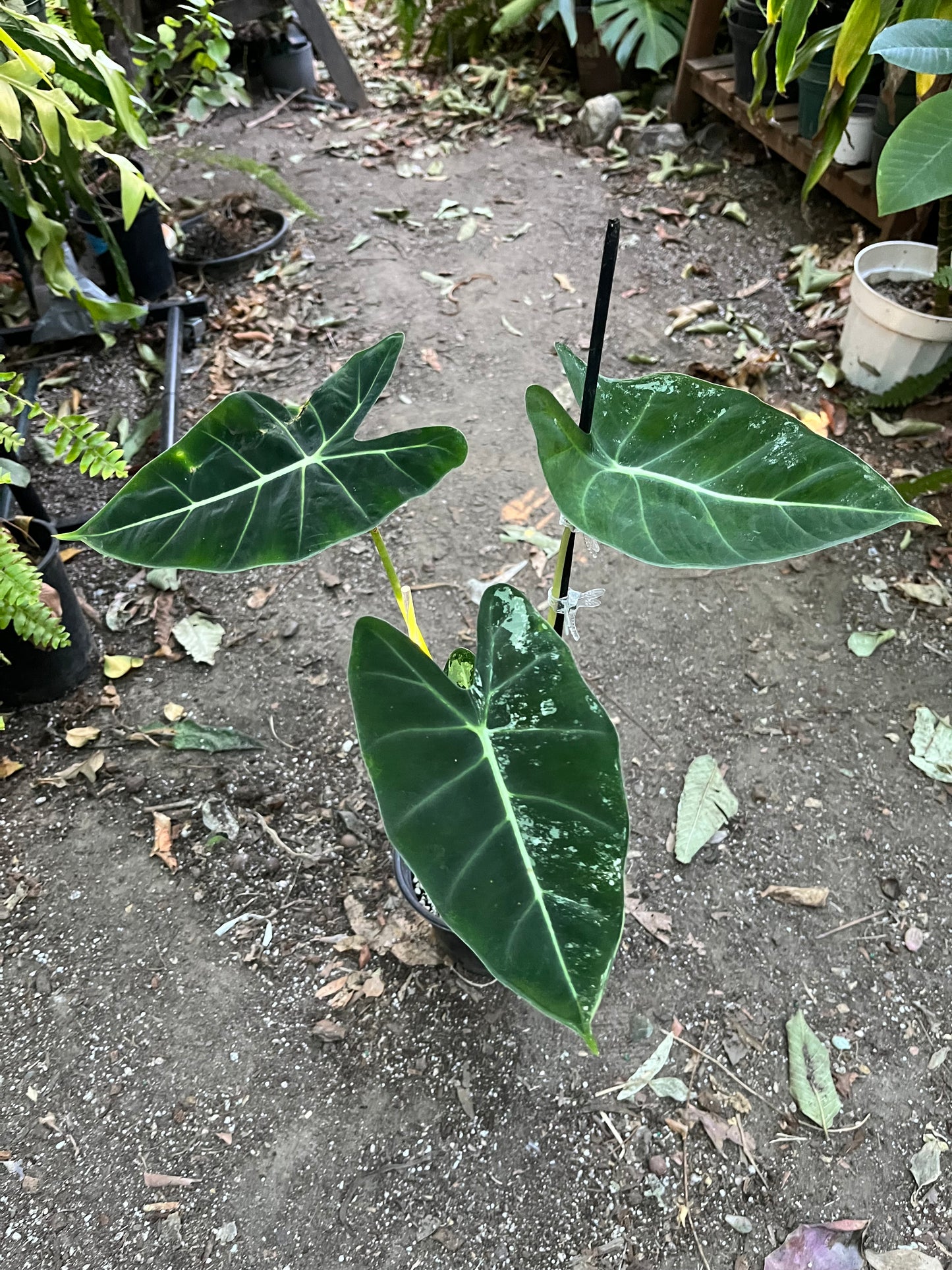 **Alocasia Frydek Variegated | 6” pot | Exact Plant