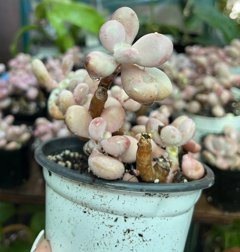 ** Pink Moonstone Succulents - 4” pot