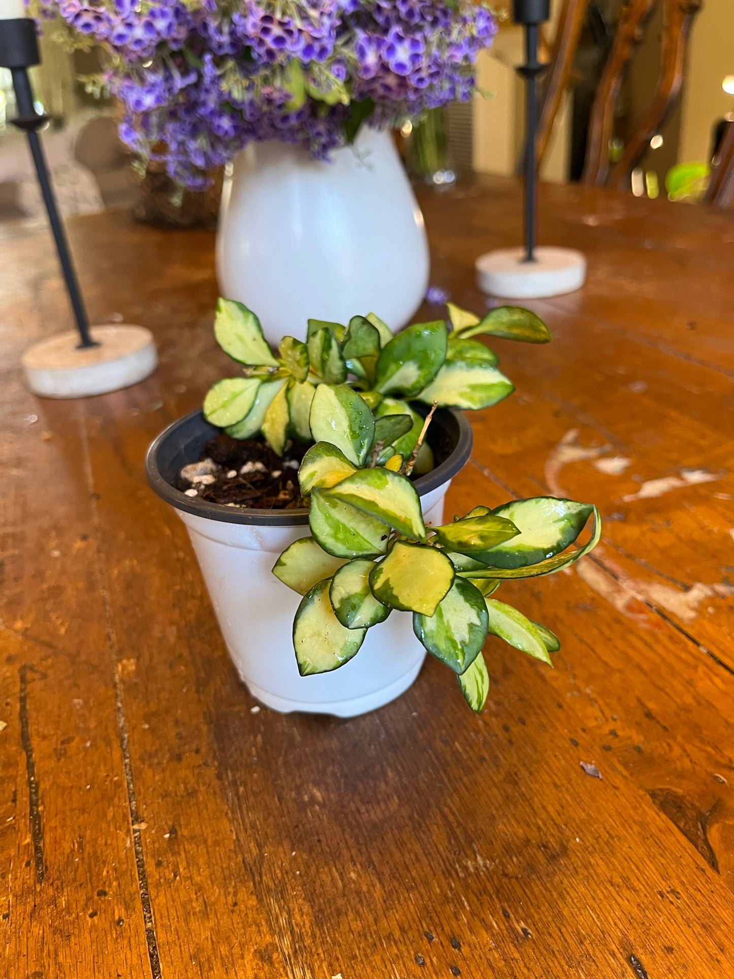 Hoya Heuschkeliana Variegata | Exact Well Rooted Plant