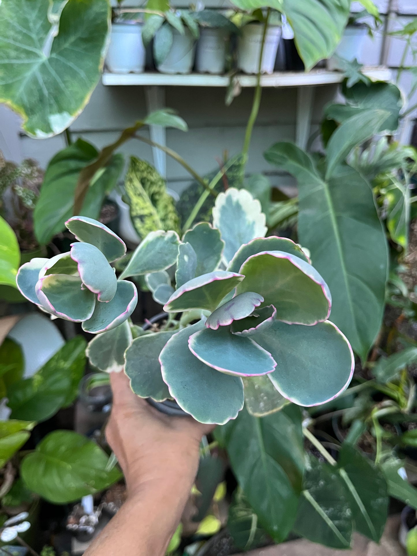 Kalanchoe Lavender Scallop Succulent • Variegated • 4” pot