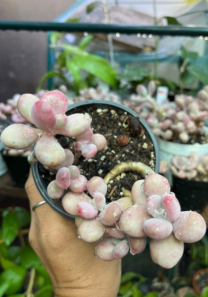 ** Pink Moonstone Succulents - 4” pot