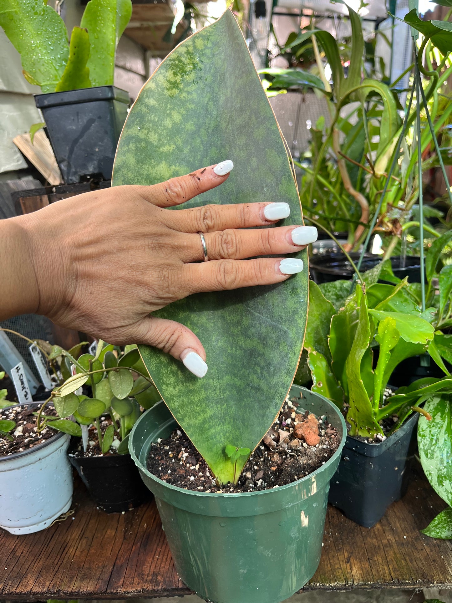 Whale Fin Sansevieria Plant -XL